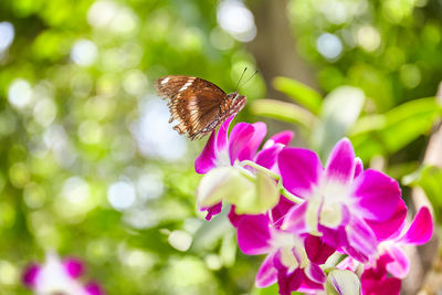 Close-up of butterfly pollinating on pink flower