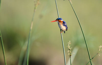 Close-up of bird perching on a plant