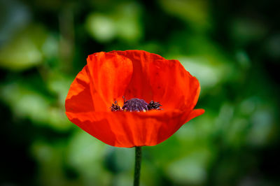 Close-up of honey bee on red poppy
