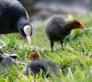 Close-up of birds on field