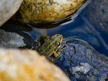 Close-up of frog on rock