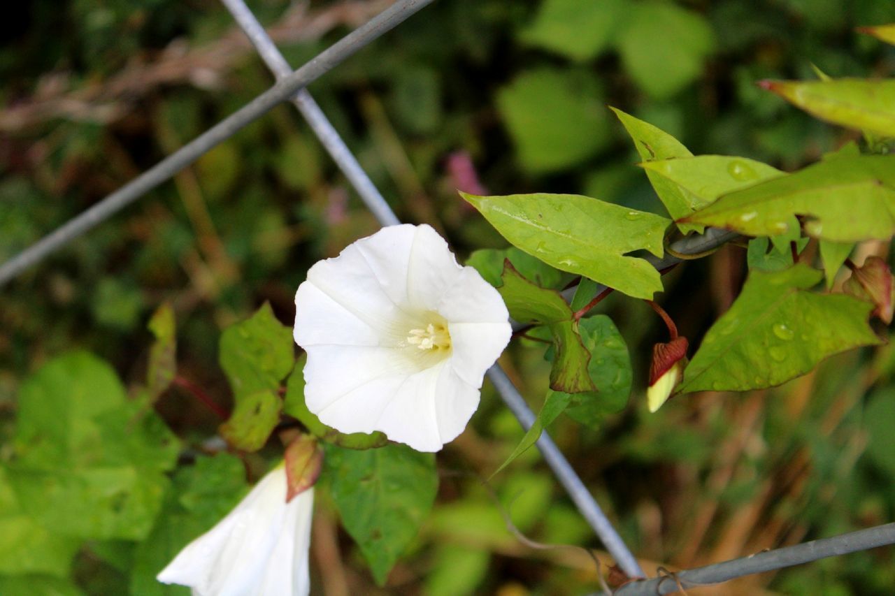 CLOSE-UP OF WHITE FLOWERING PLANT WITH FENCE