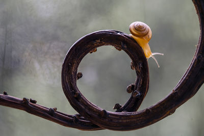 Small snail with a unique wooden trunk