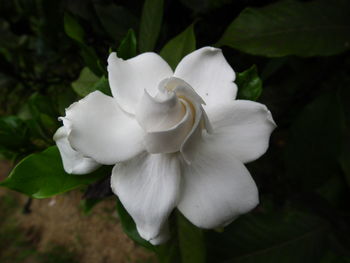 Close-up of white flower blooming outdoors