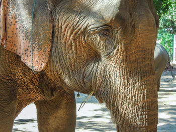 Close-up of elephant in park