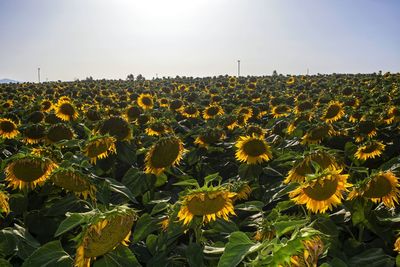 Scenic view of sunflower field against sky