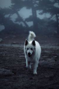 Portrait of dog standing on land