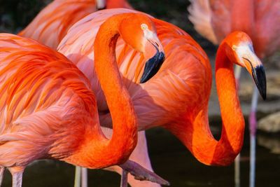 Close-up of orange bird