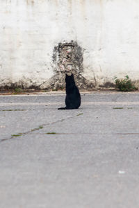 Black cat sitting on road