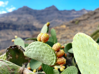 Close-up of prickly pear cactus