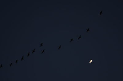 Low angle view of silhouette birds flying in sky