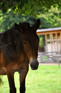 Horse standing in ranch