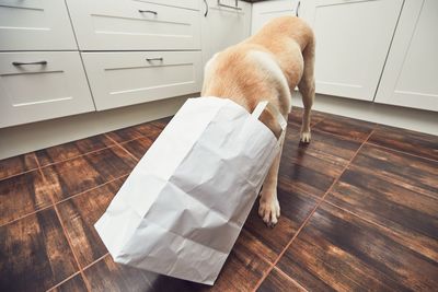 Dog searching food in paper bag at home