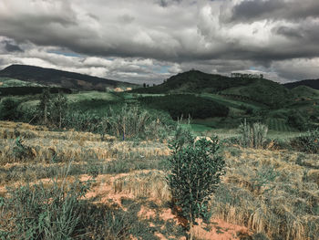 Scenic view of landscape against sky