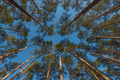 Wide angle shot of some pine trees towering up into the blue sky