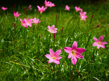 Close-up of pink flowering plants on field