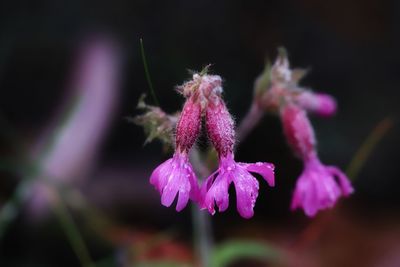 Close-up of pink flowering plant