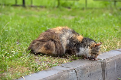 View of a dog on grass