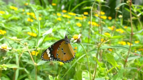 Butterfly on flower