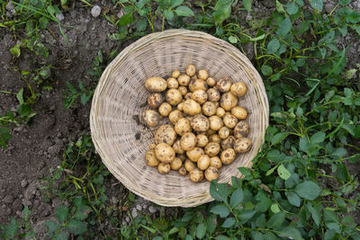 High angle view of raw potatoes in basket at farm