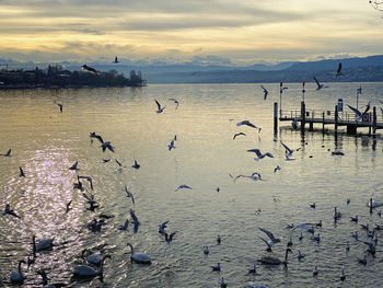 Seagulls on sea shore against sky during sunset