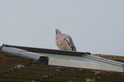 Low angle view of bird on roof