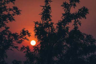 Low angle view of silhouette trees against sky during sunset