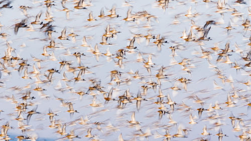 Full frame shot of birds flying against sky