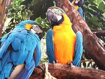 View of parrot perching on branch