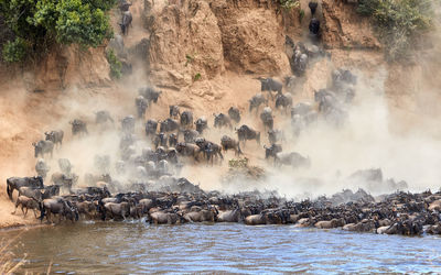 Wildebeest crossing the mara river during the annual great migration.