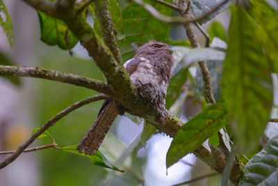 Close-up of bird perching on branch