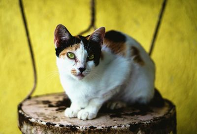 Close-up portrait of cat sitting on floor