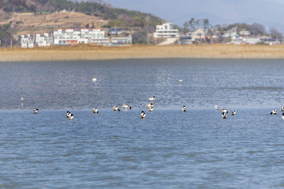 Birds swimming in sea with buildings in background