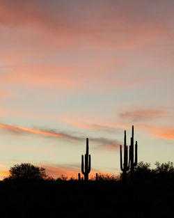 Silhouette of cactus against sky during sunset