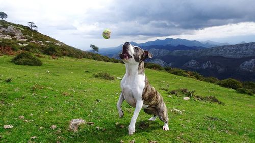 Dog on field against sky