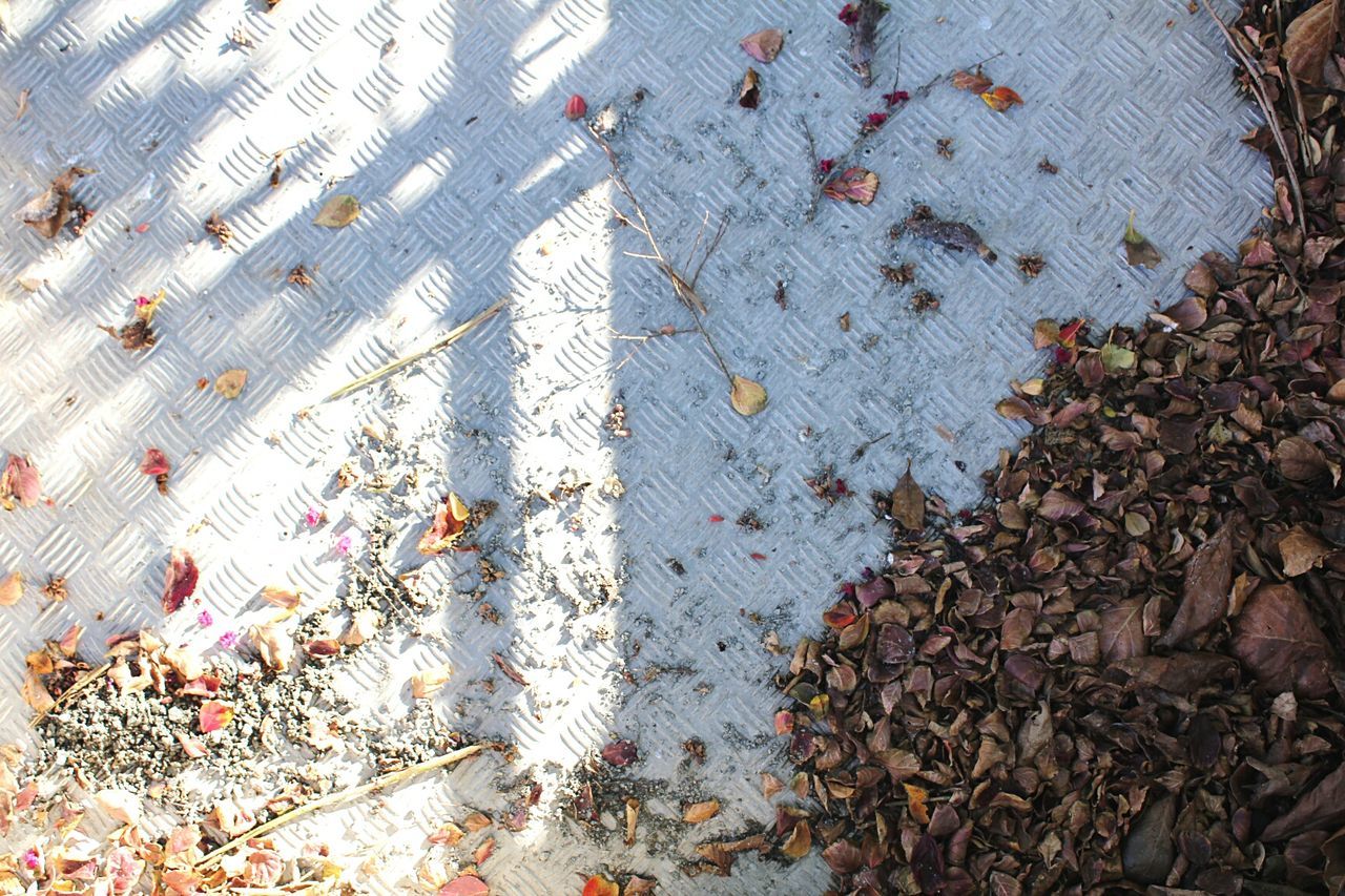 leaf, high angle view, dry, nature, day, street, outdoors, fallen, messy, sunlight, damaged, no people, ground, abandoned, leaves, plant, close-up, wet, season, transportation