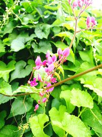 Close-up of pink flowers blooming outdoors