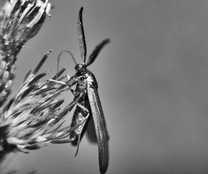 Close-up of insect