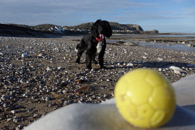 Dog playing with ball on beach