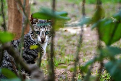 Portrait of cat in forest