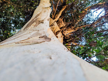 Low angle view of tree trunk