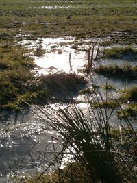 Close-up of grass in lake