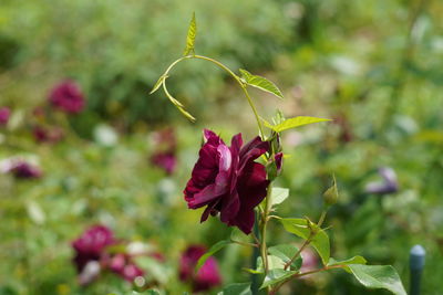 Close-up of pink flowering plant