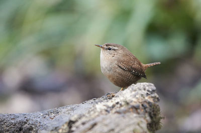 Wren on a log in woodland