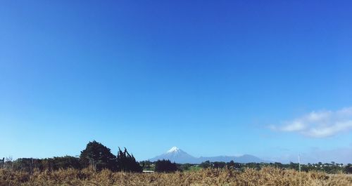 Scenic view of field against clear blue sky
