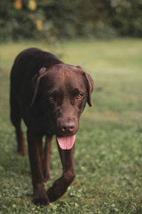 Portrait of dog standing on field