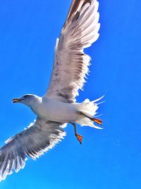 Low angle view of seagull flying against clear blue sky