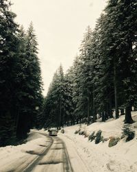 Road passing through trees during winter