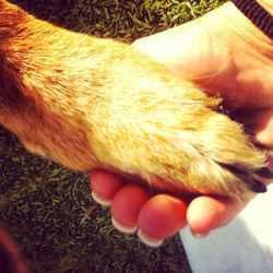 Close-up of cropped hand holding dog