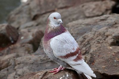 Close-up of bird perching on rock